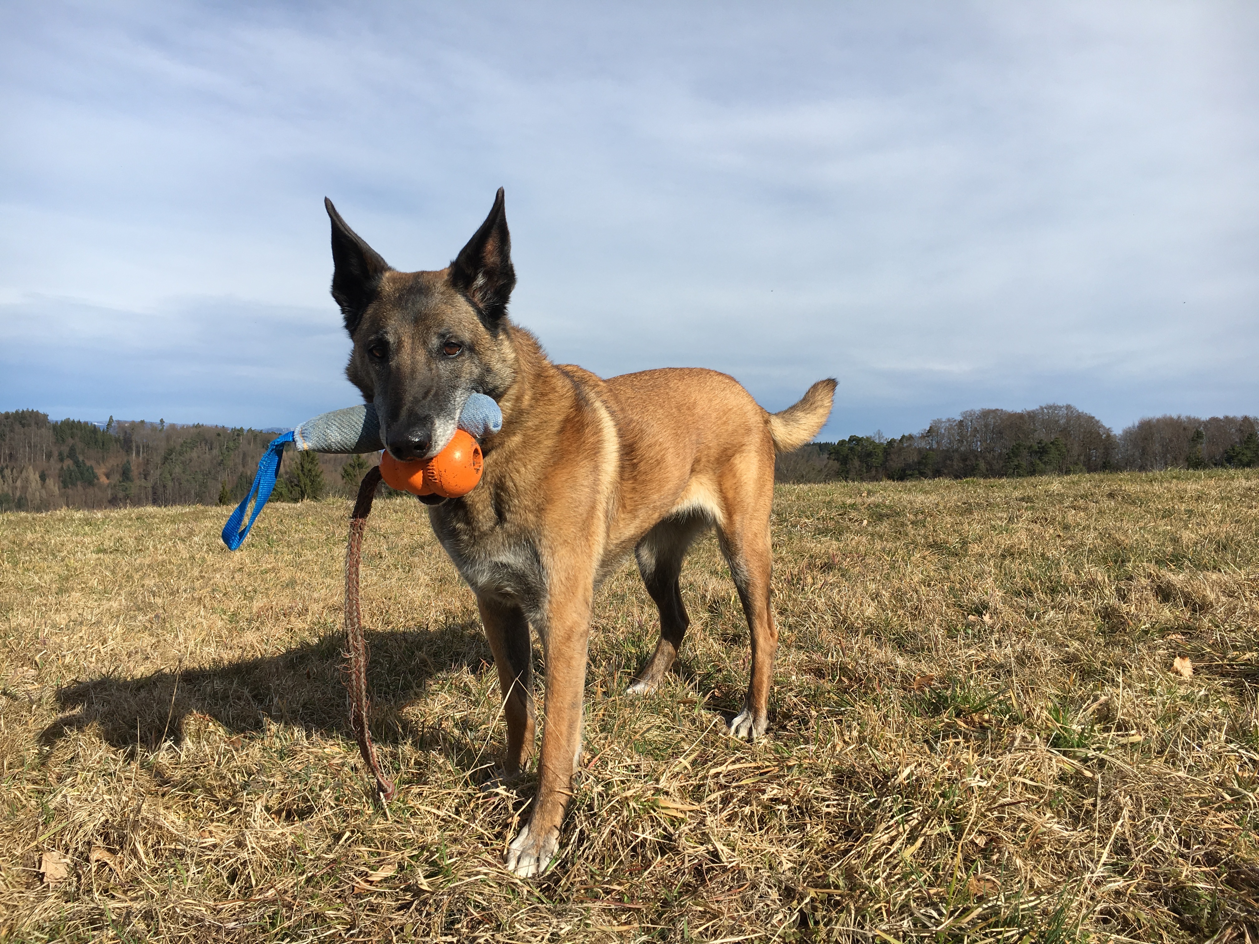 Malinois du Mont St. Aubert