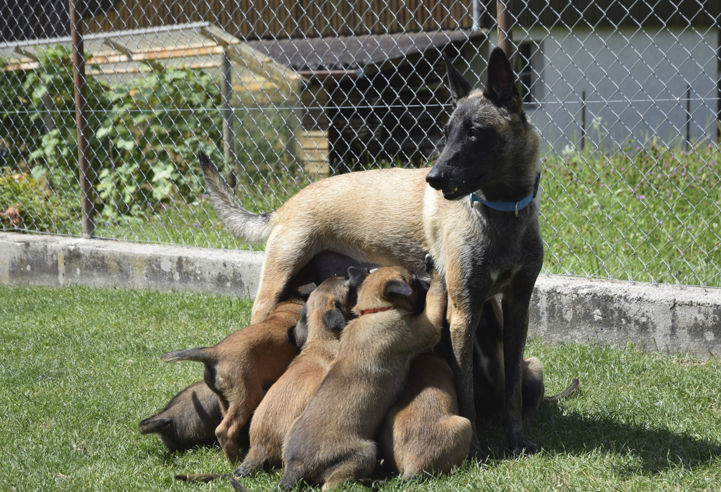 Malinois du Mont St. Aubert