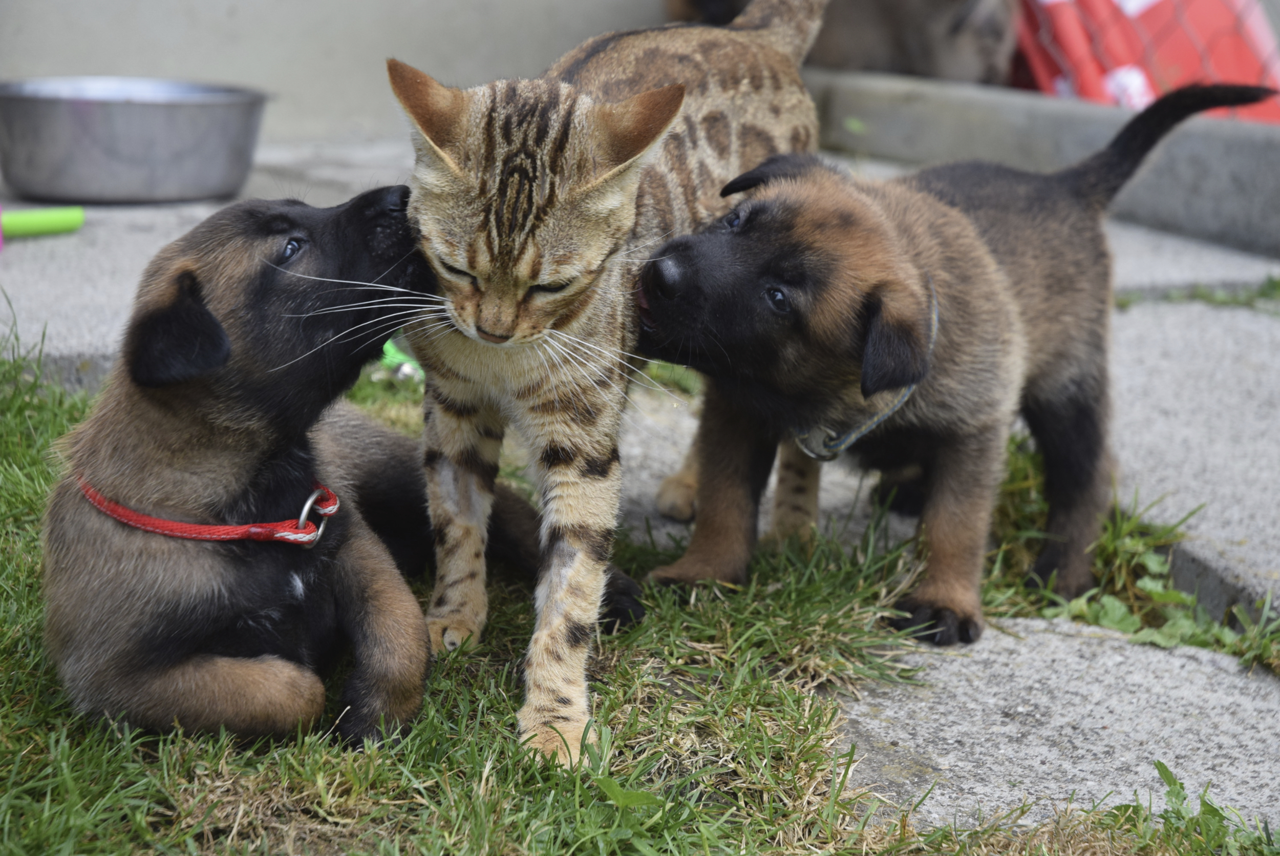 Malinois du Mont St. Aubert