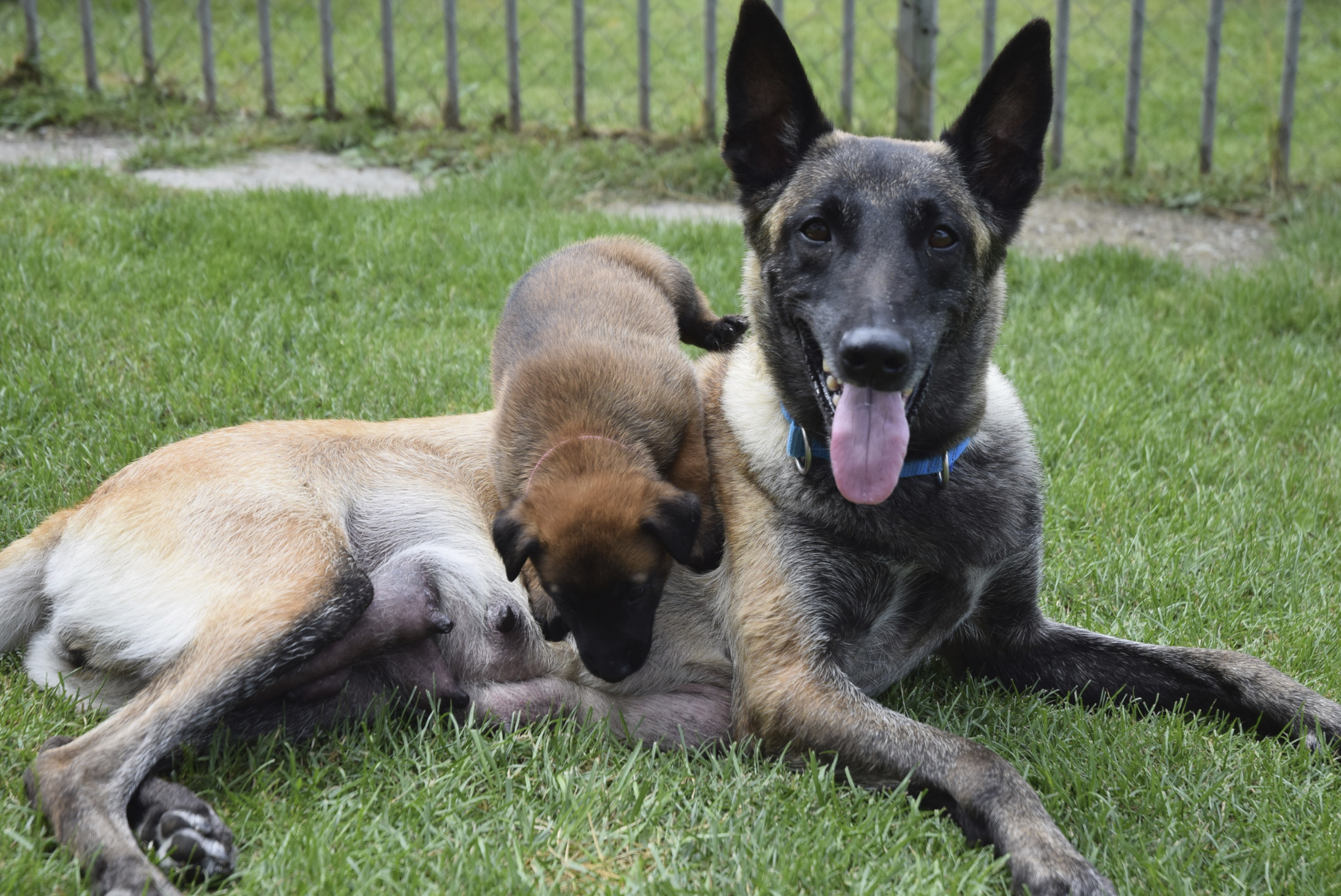 Malinois du Mont St. Aubert