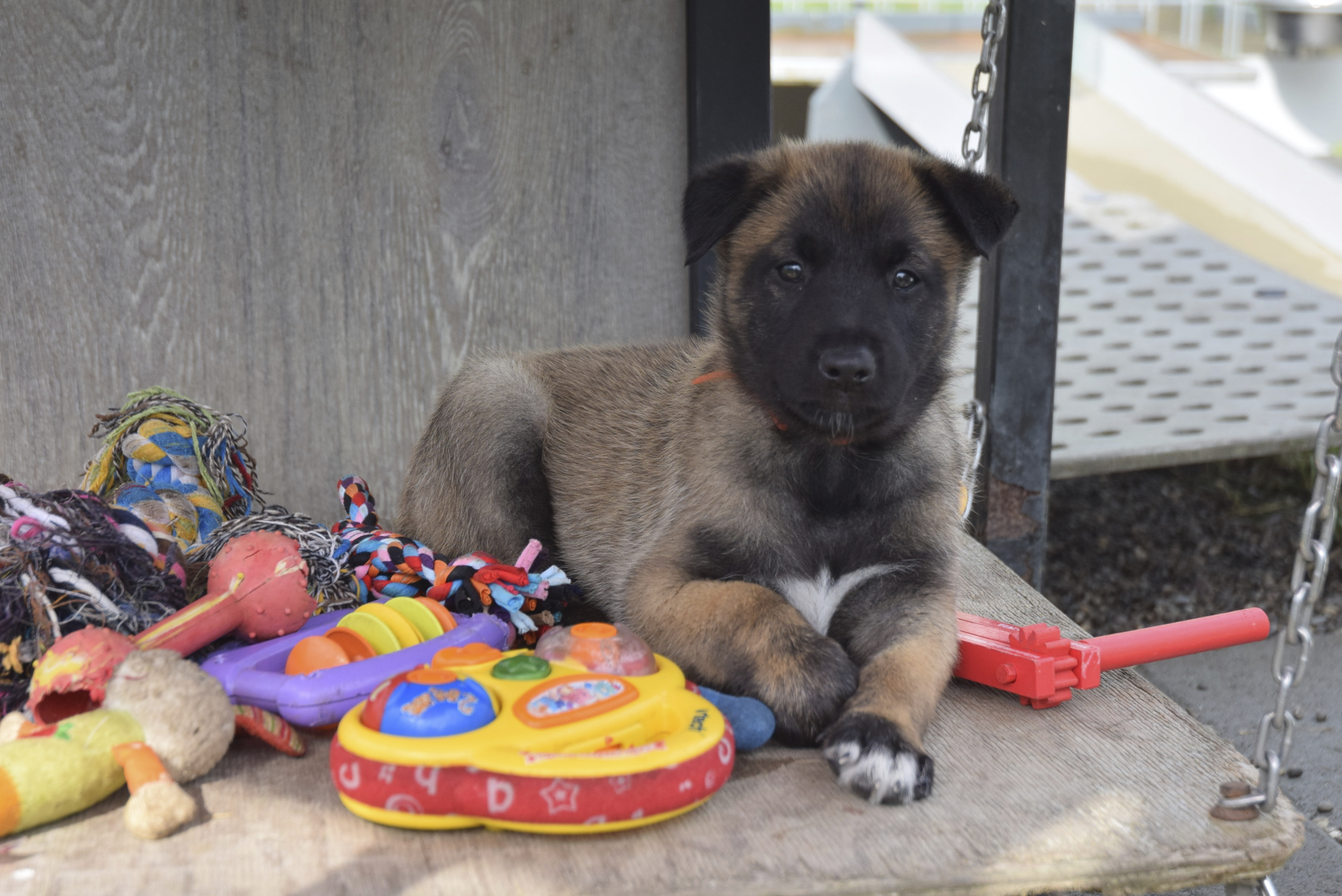 Malinois du Mont St. Aubert