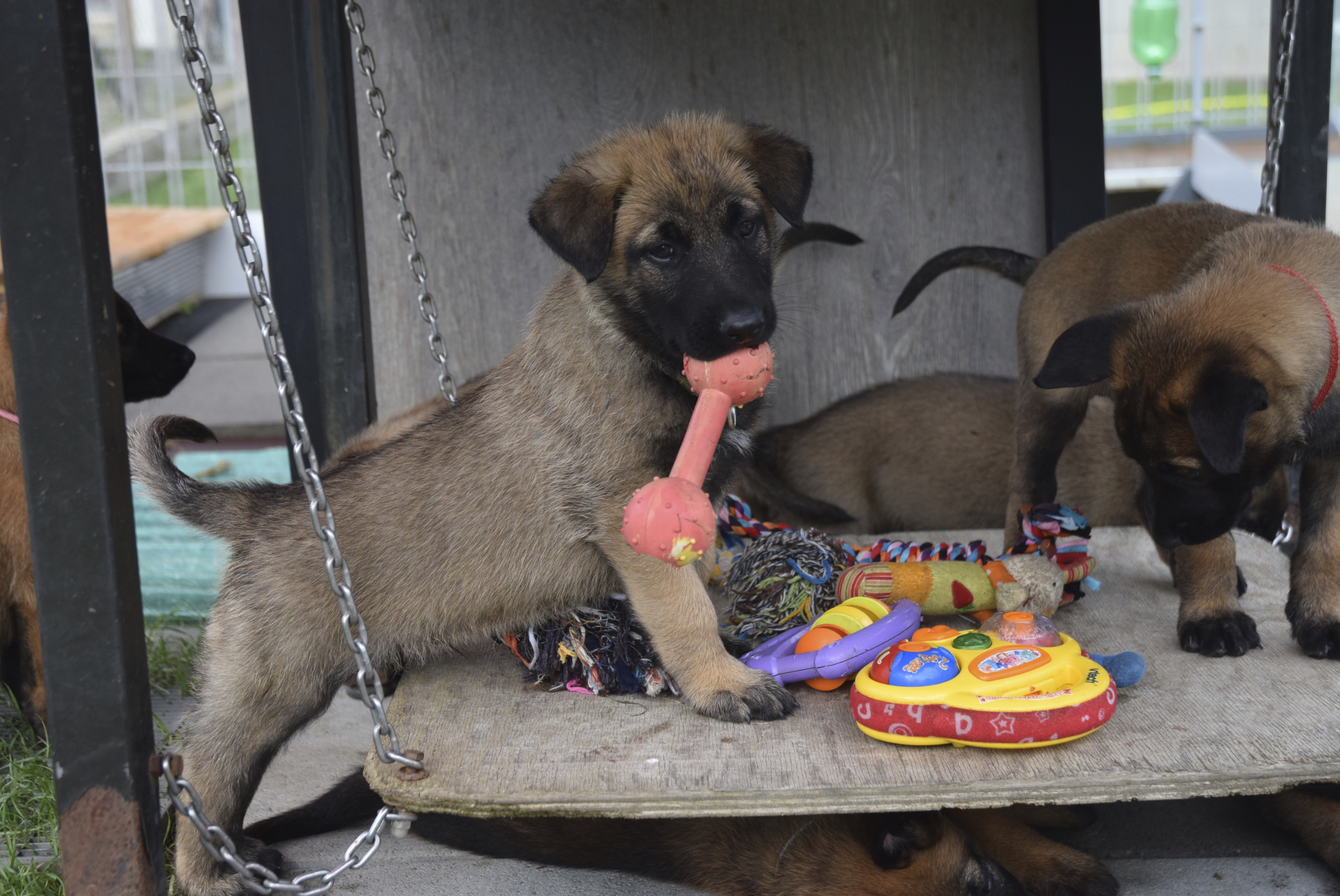 Malinois du Mont St. Aubert